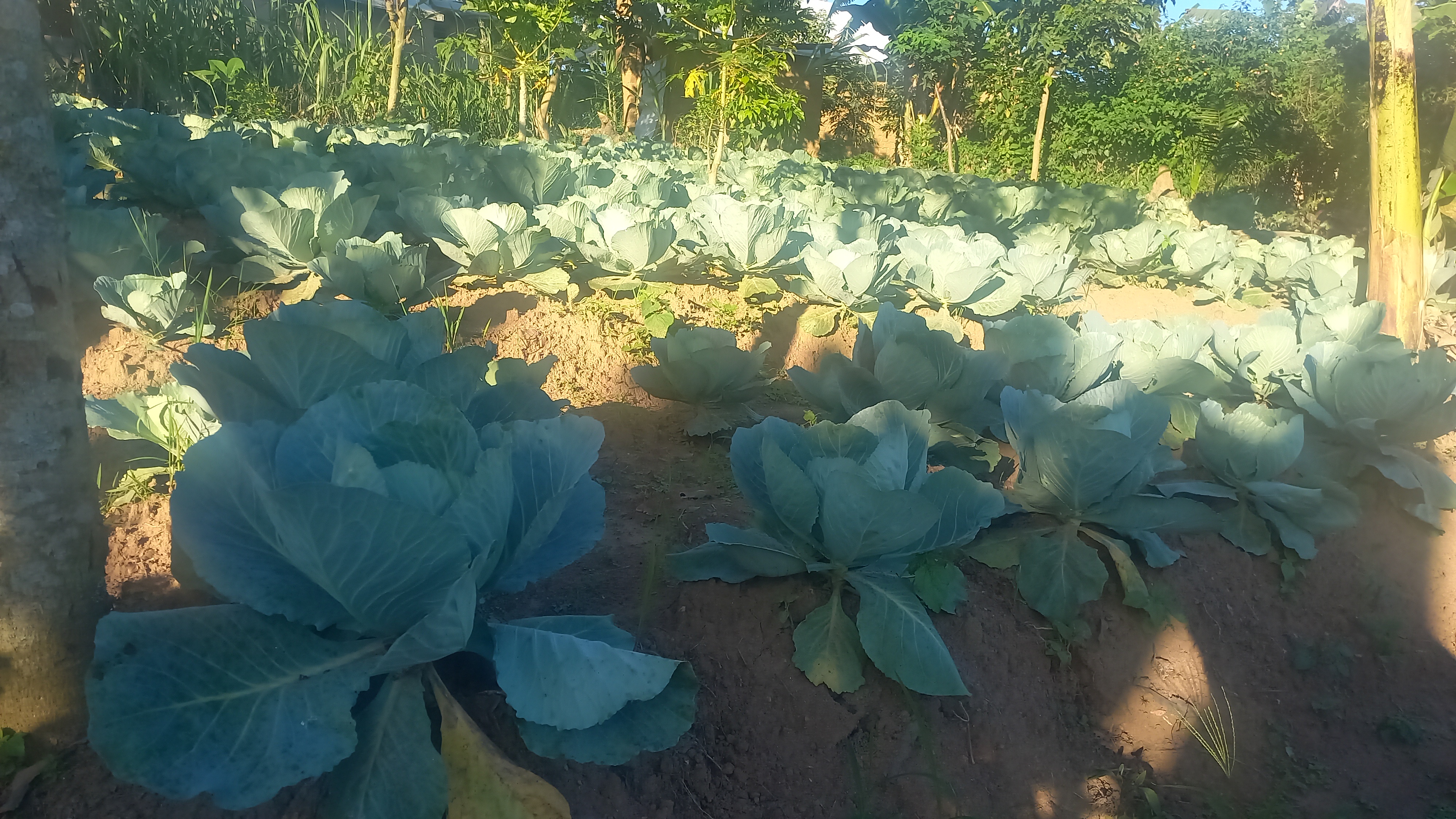 Ntabaza Chirimwami Michael 